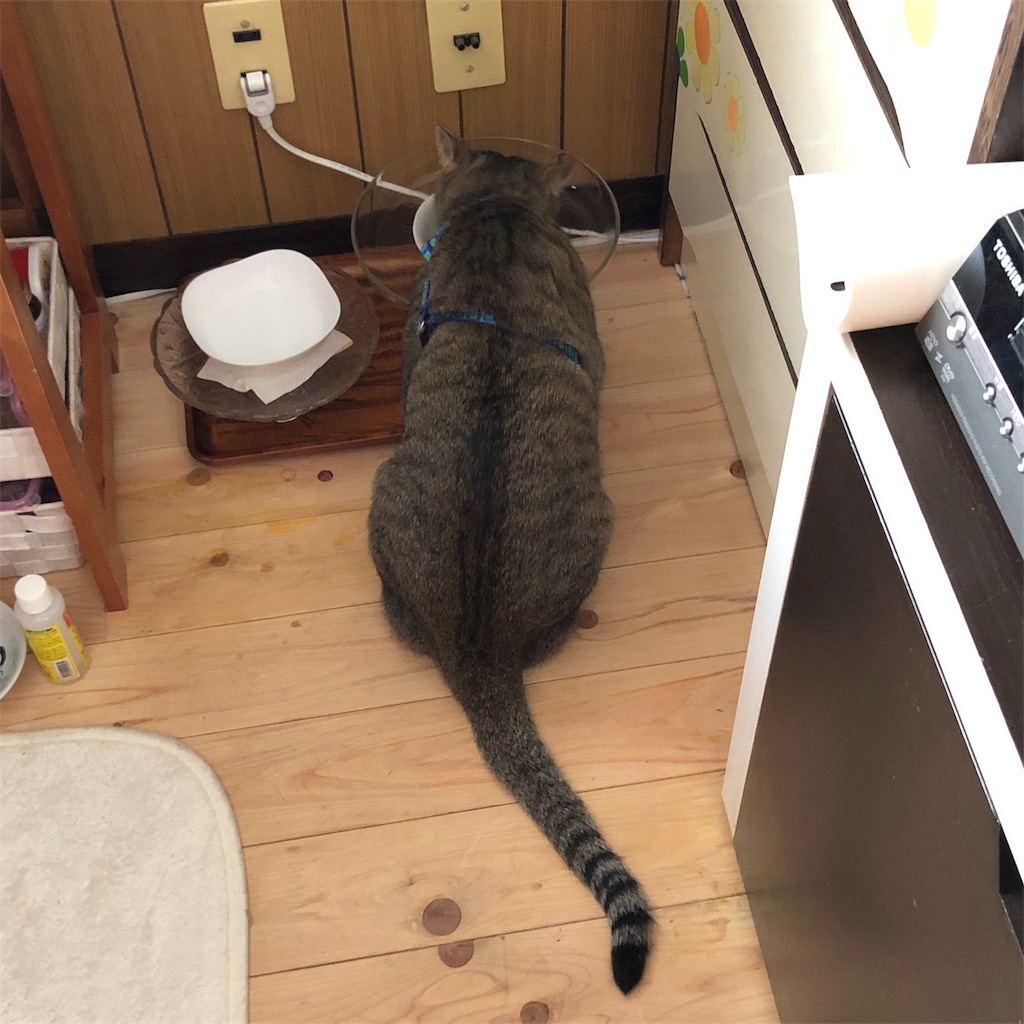 f:id:annesea:20190408121940j:image