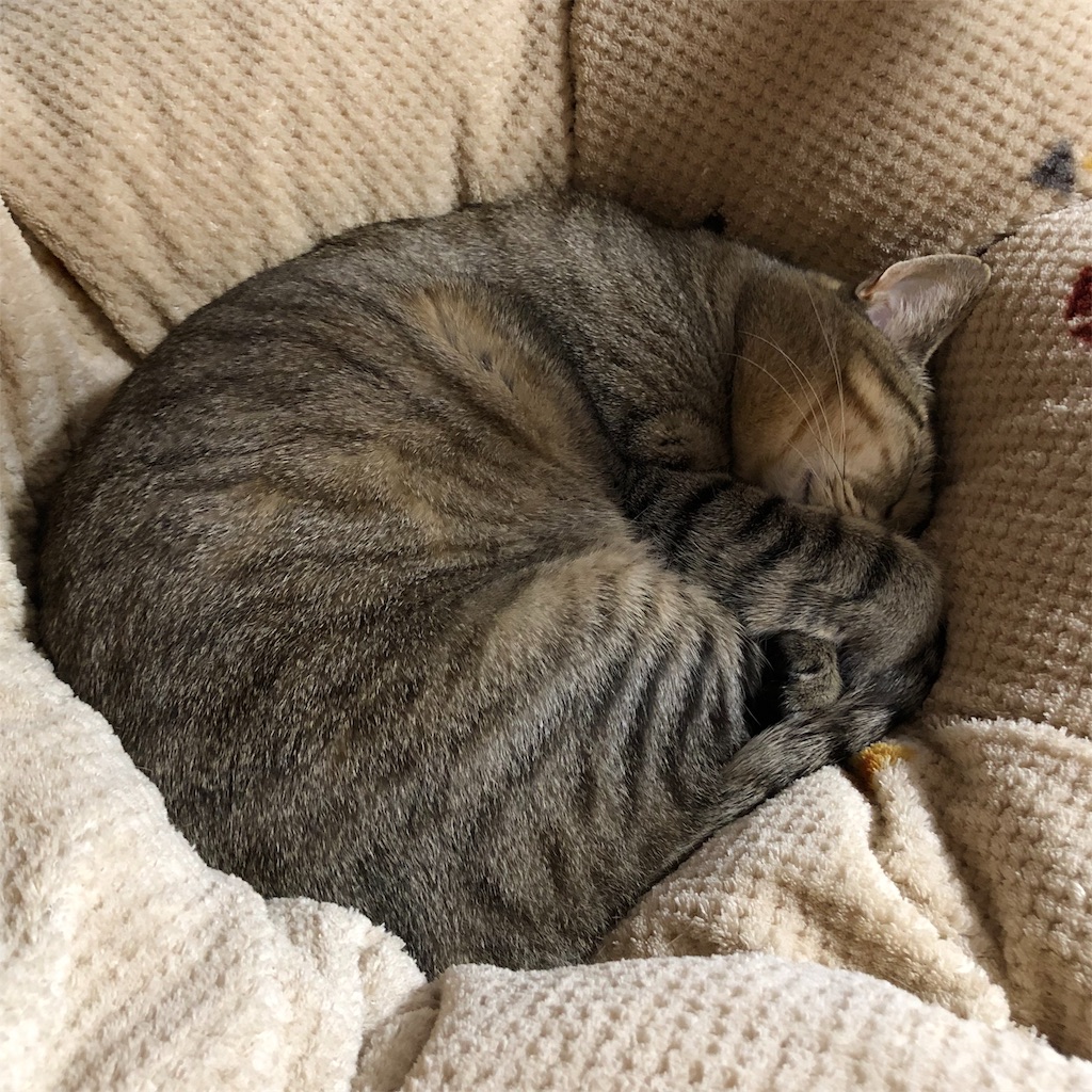 f:id:annesea:20190414185918j:image