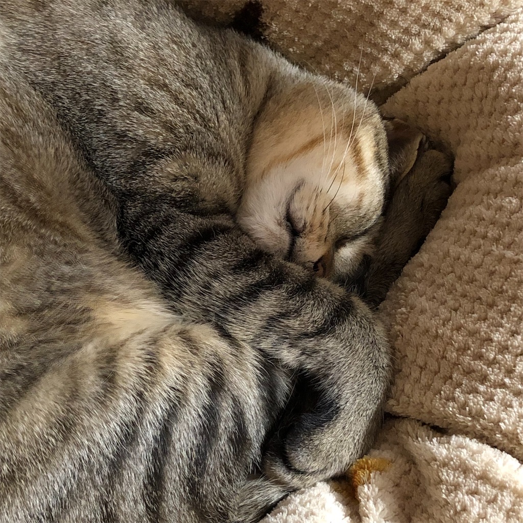 f:id:annesea:20190414185950j:image