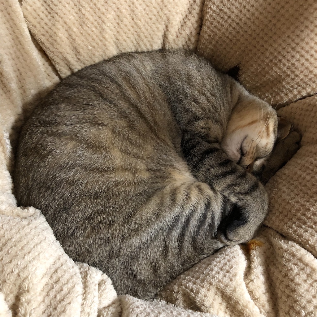 f:id:annesea:20190414190028j:image