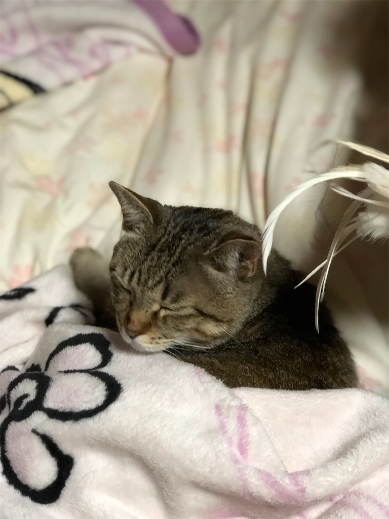 f:id:annesea:20190422144234j:image