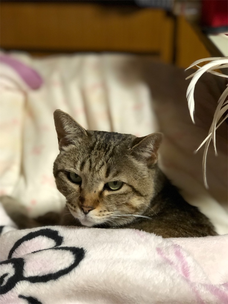 f:id:annesea:20190422144258j:image