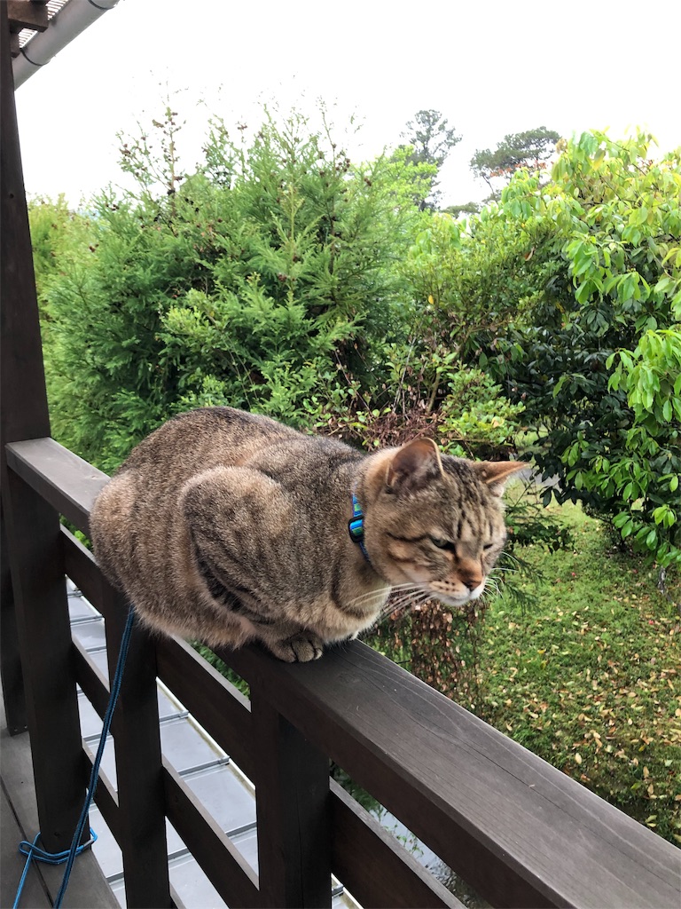 f:id:annesea:20190424225735j:image