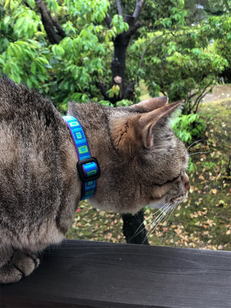 f:id:annesea:20190424225817j:image