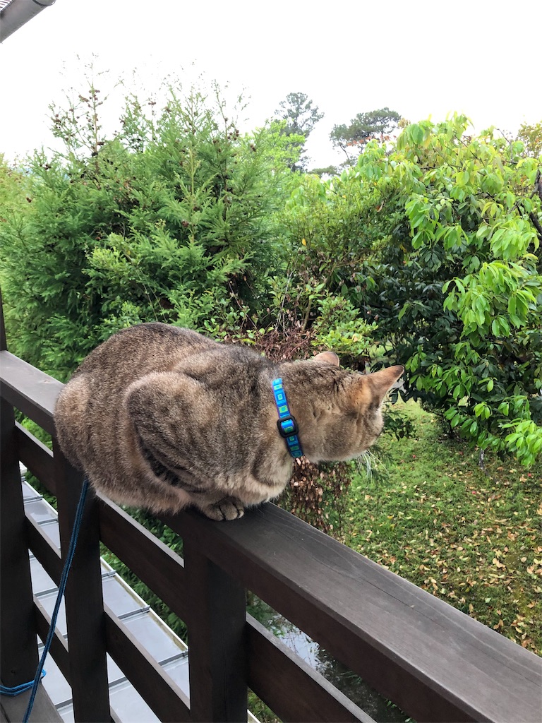f:id:annesea:20190424225824j:image