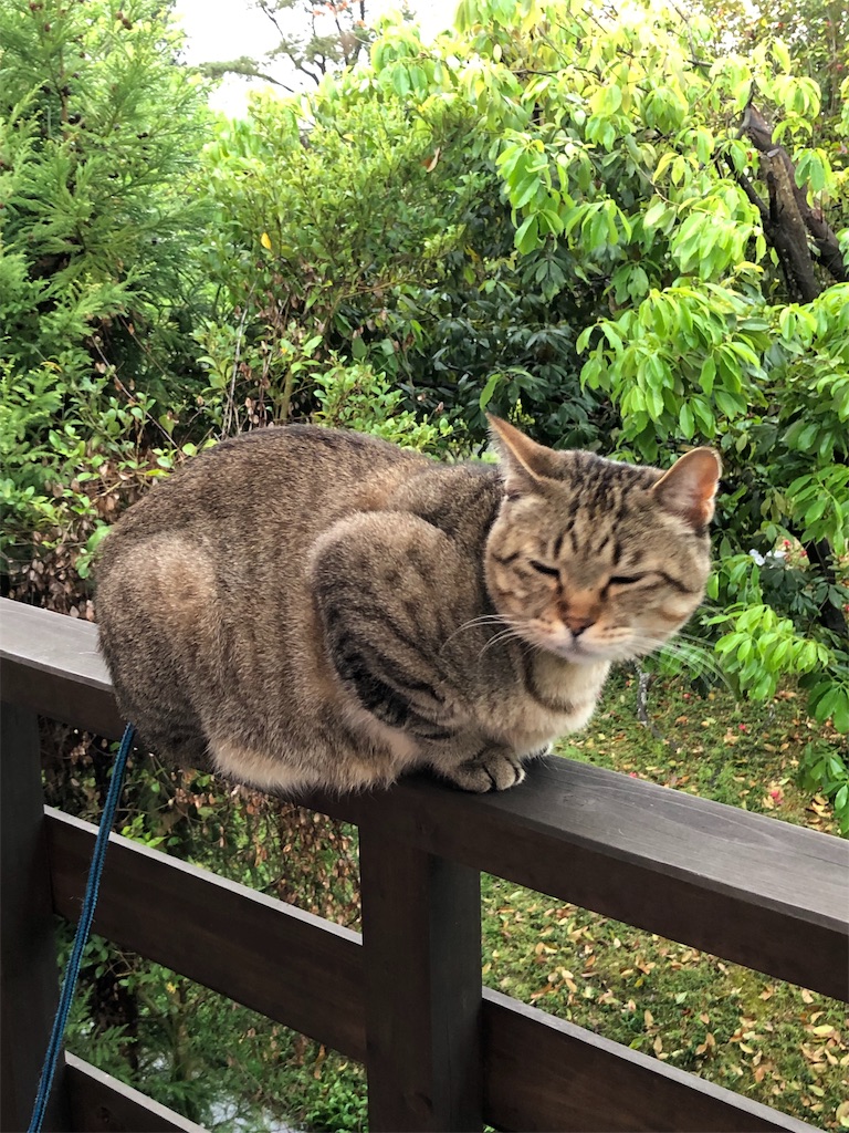f:id:annesea:20190424225831j:image