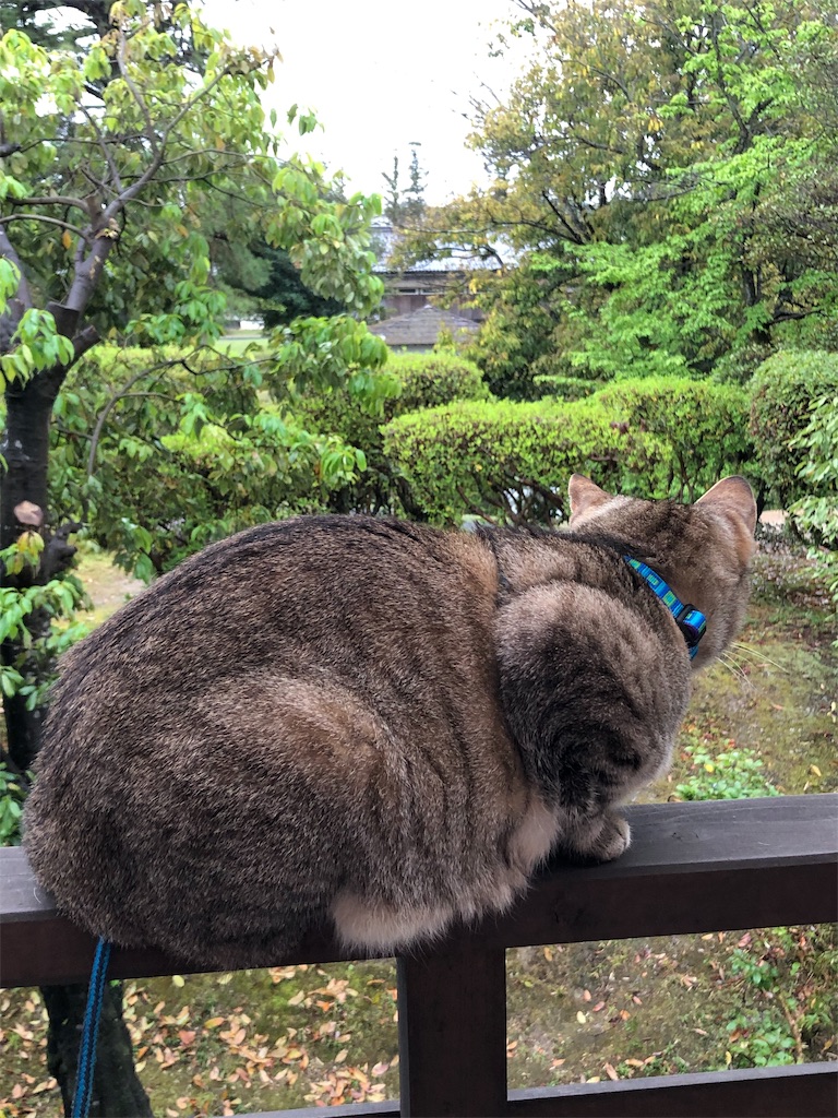 f:id:annesea:20190424225845j:image