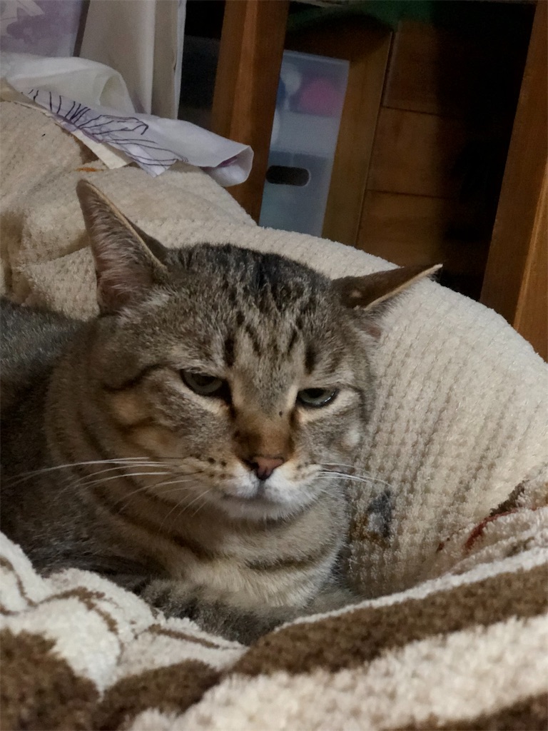 f:id:annesea:20190424225930j:image