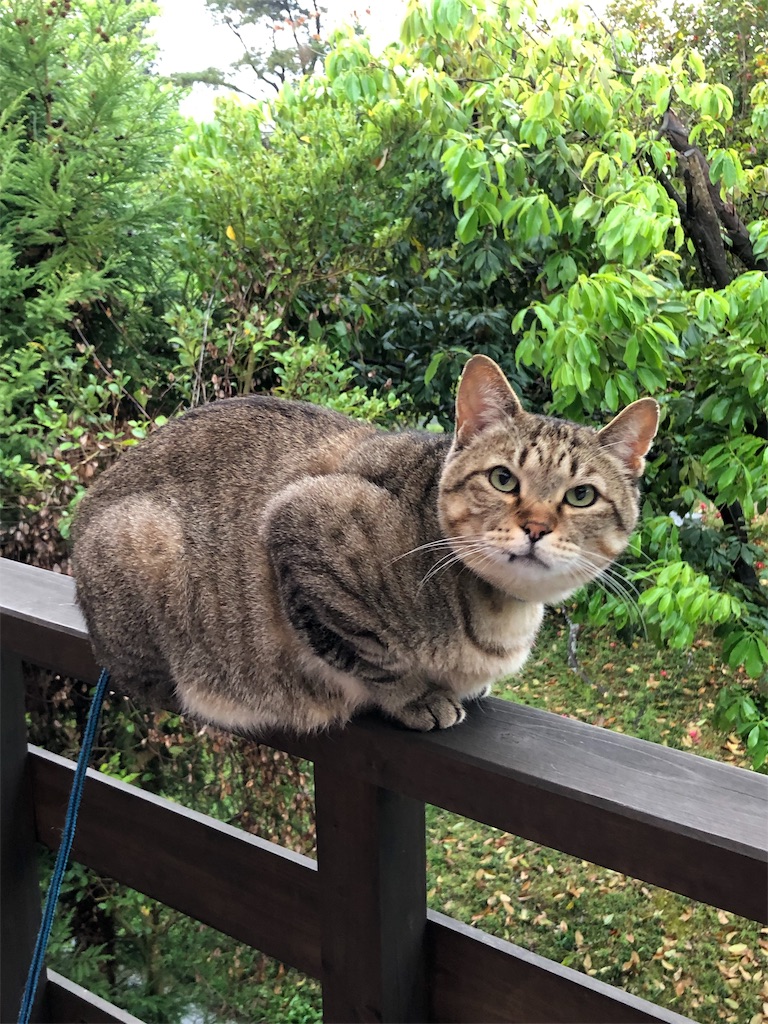 f:id:annesea:20190424232244j:image
