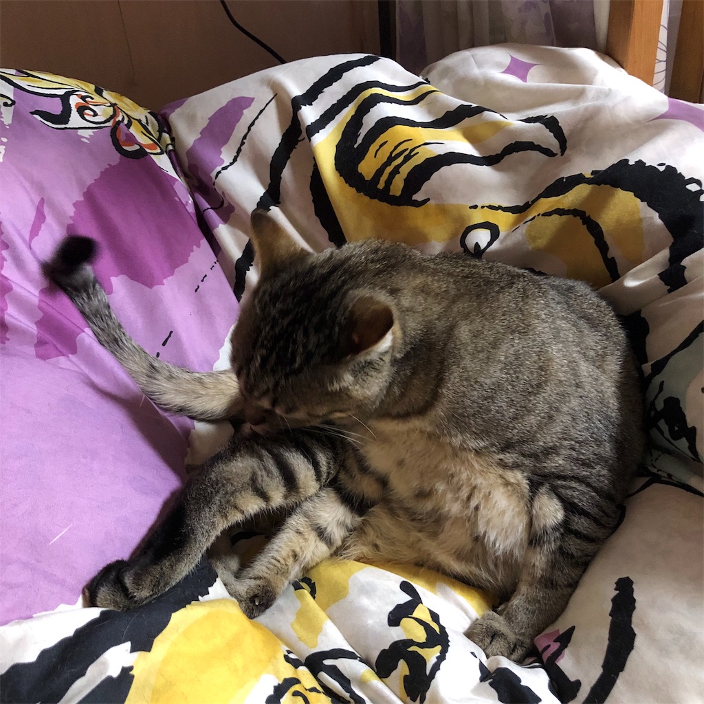 f:id:annesea:20190430211553j:image