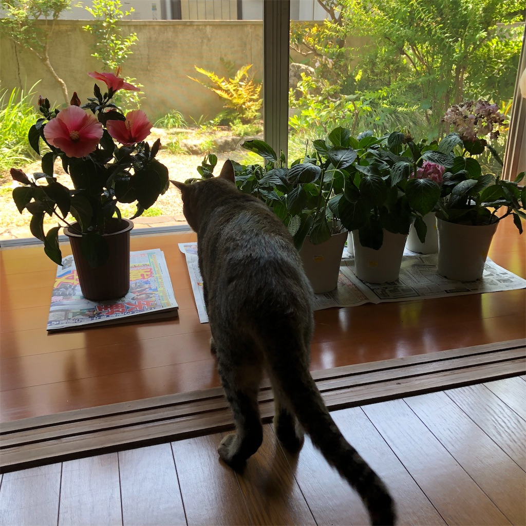 紫陽花を買いに行ったら Hb101でどれほど元気になるだろうか 猫の名はプーチン The Silly Alley Cat S Blog