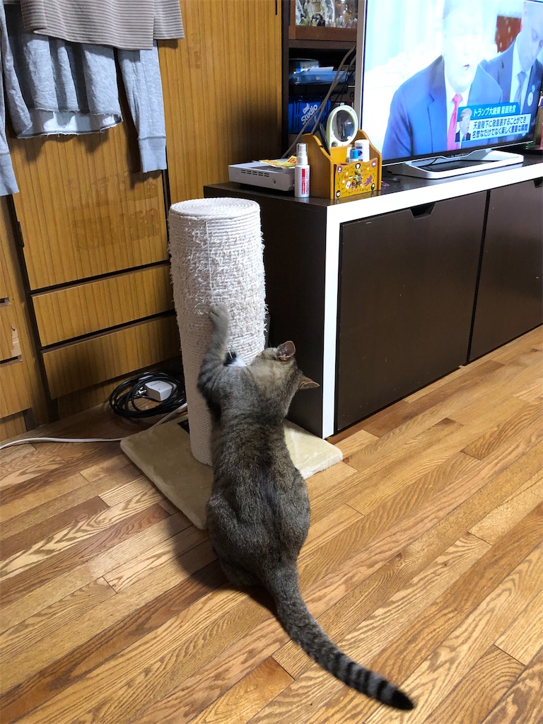f:id:annesea:20190527185535j:image f:id:annesea:20190527185535j:image