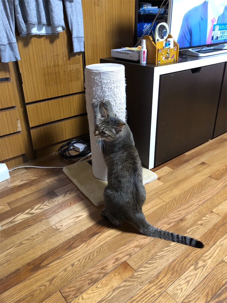 f:id:annesea:20190527185543j:image f:id:annesea:20190527185543j:image