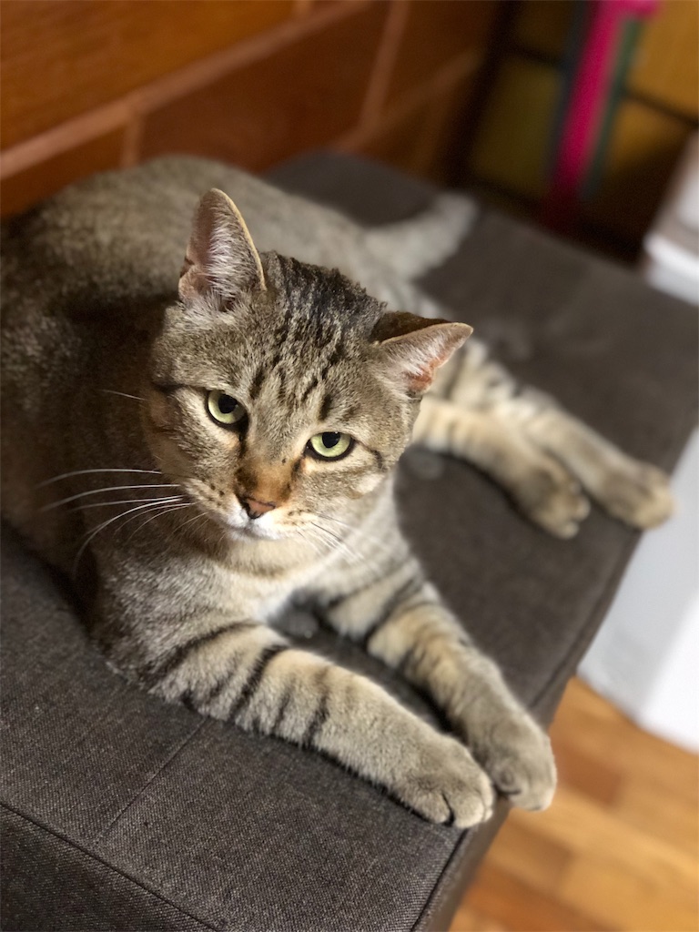 f:id:annesea:20190527185549j:image f:id:annesea:20190527185549j:image