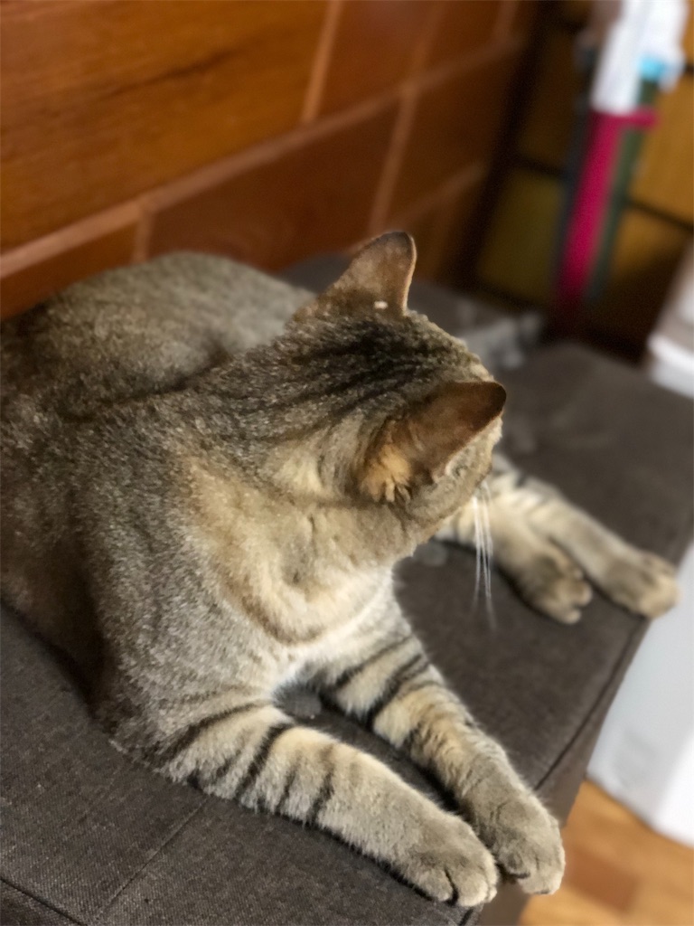 f:id:annesea:20190527185554j:image f:id:annesea:20190527185554j:image