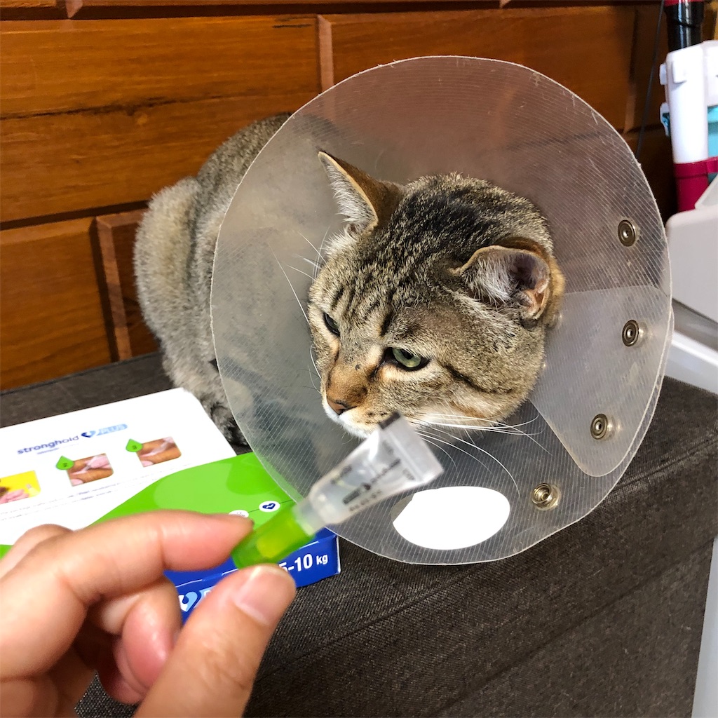 f:id:annesea:20190528190206j:image