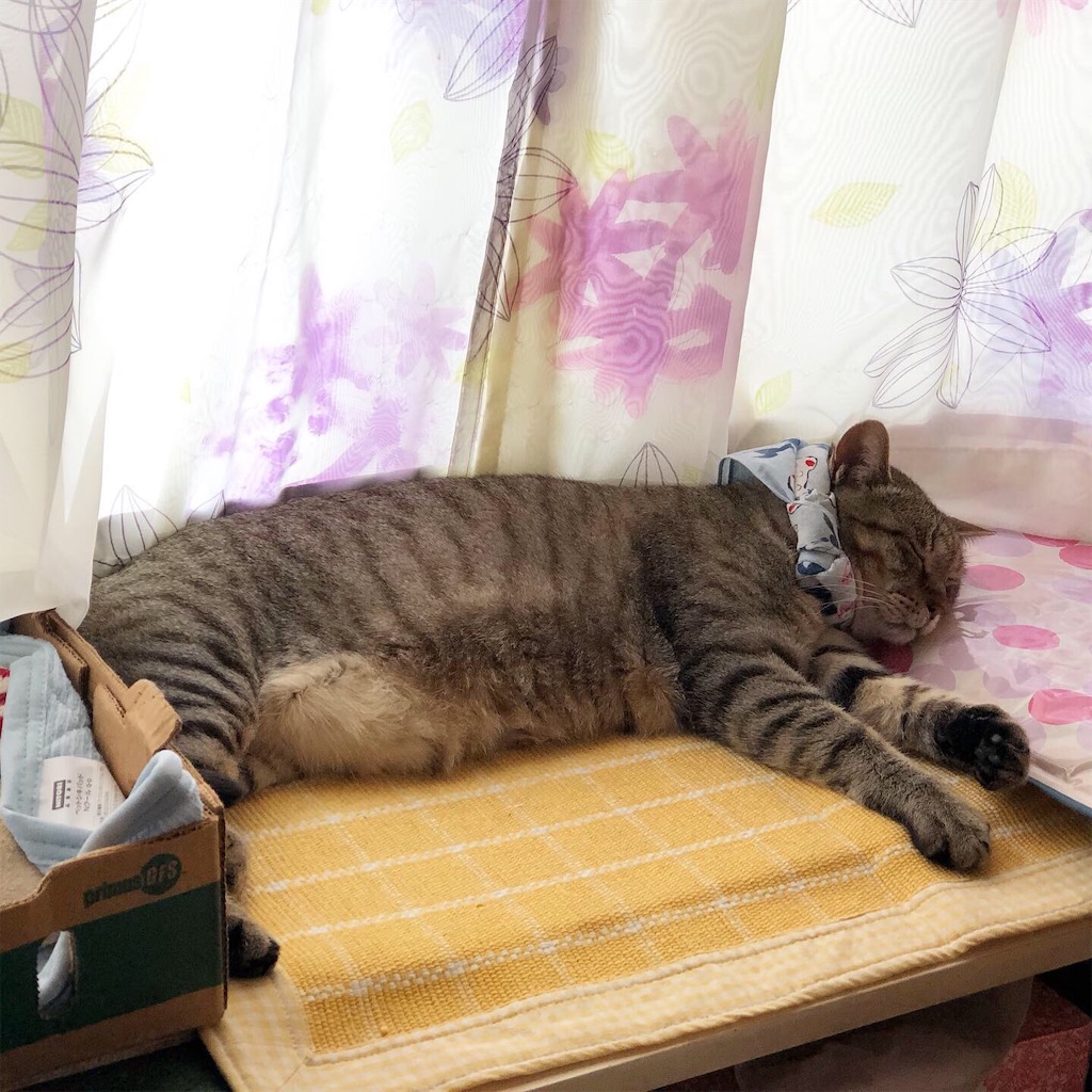 f:id:annesea:20190528190226j:image