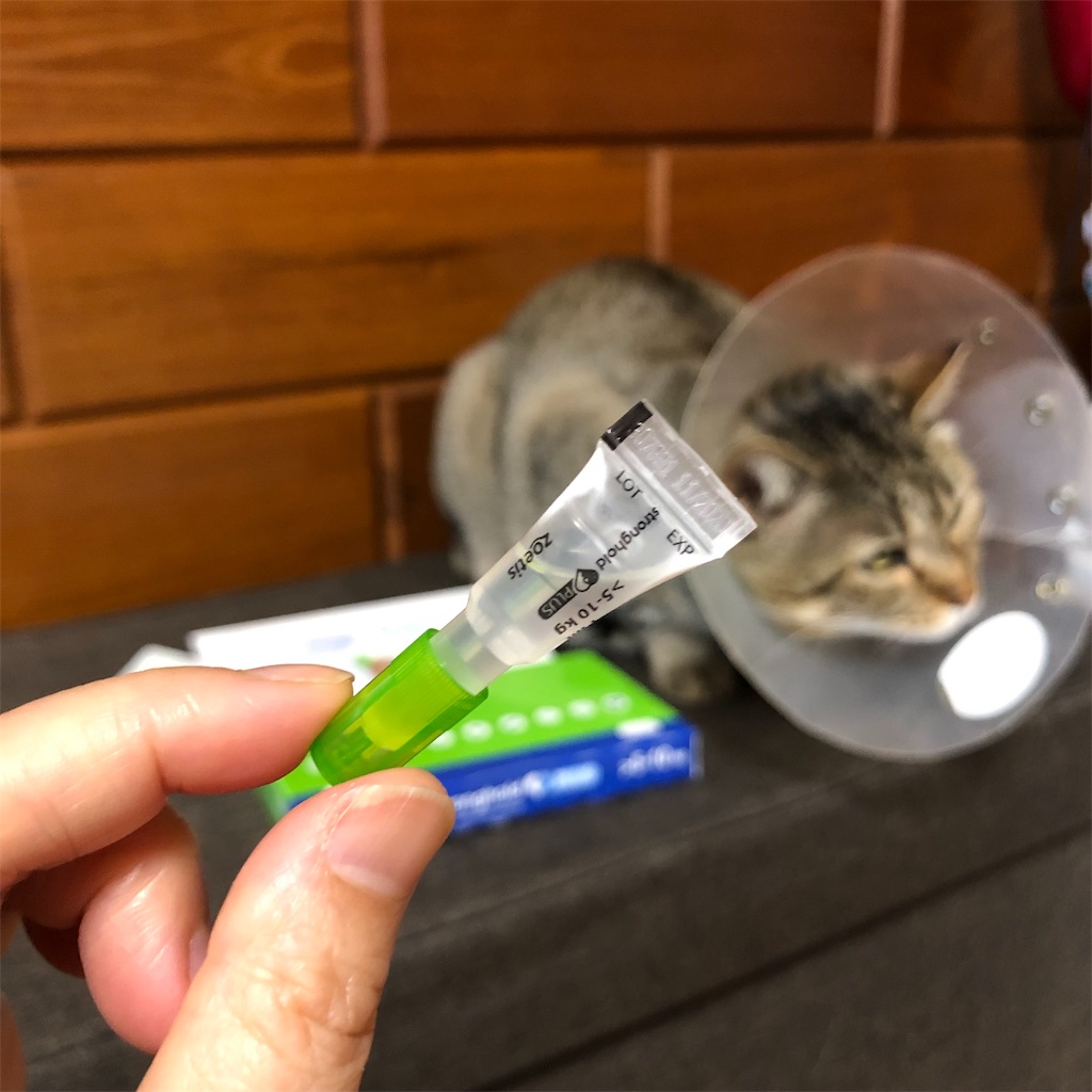 f:id:annesea:20190528190233j:image