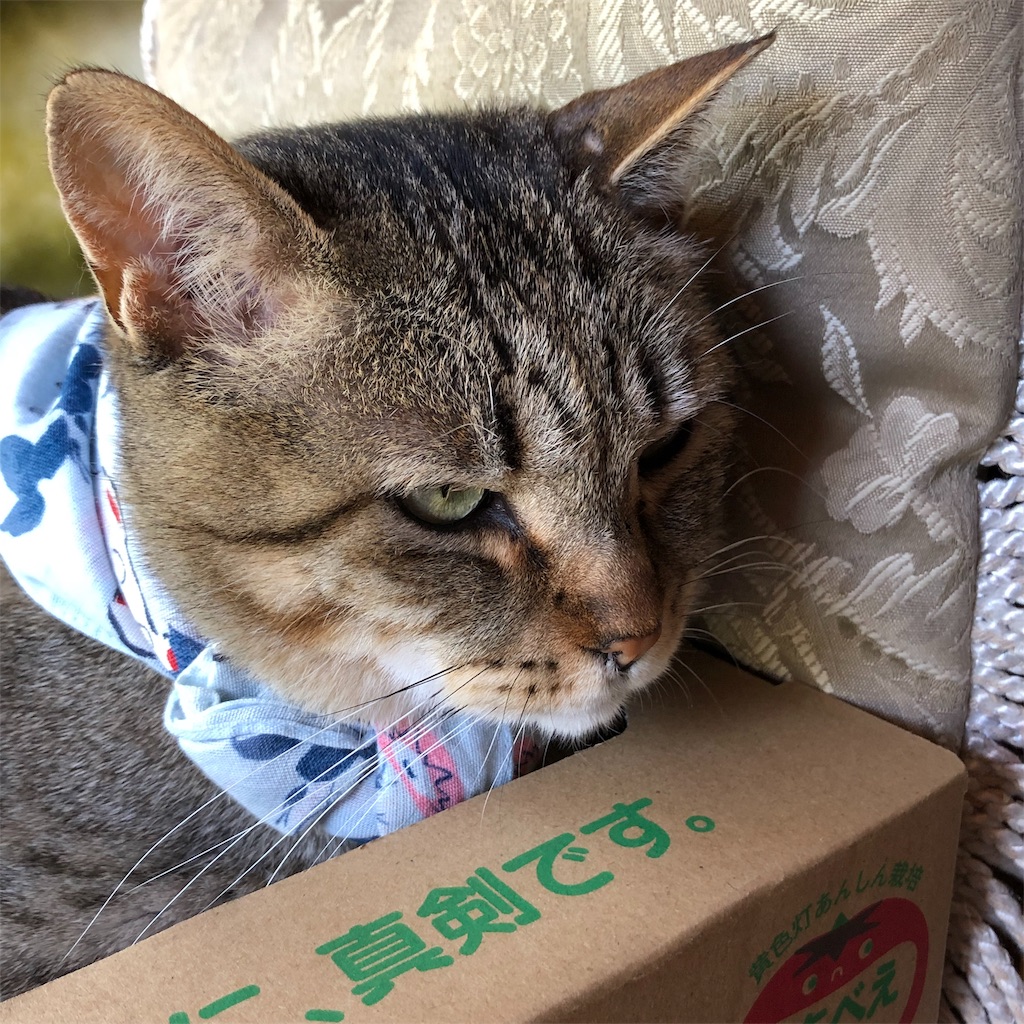 f:id:annesea:20190528190242j:image