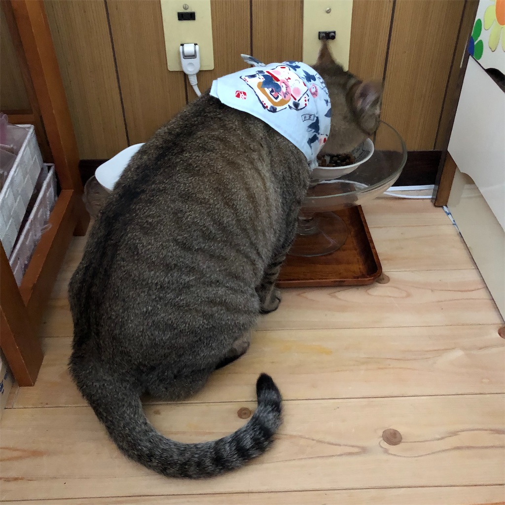f:id:annesea:20190528190326j:image