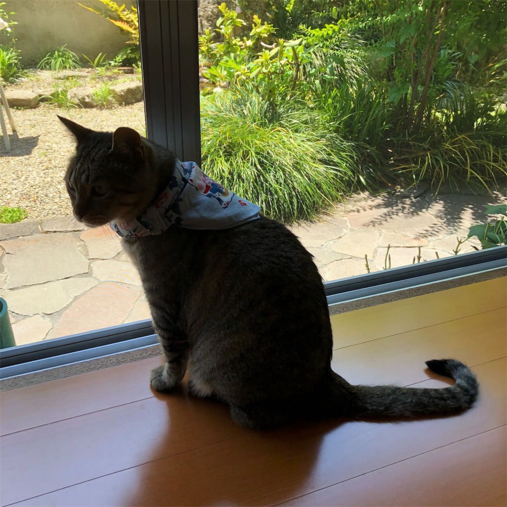 f:id:annesea:20190528190356j:image