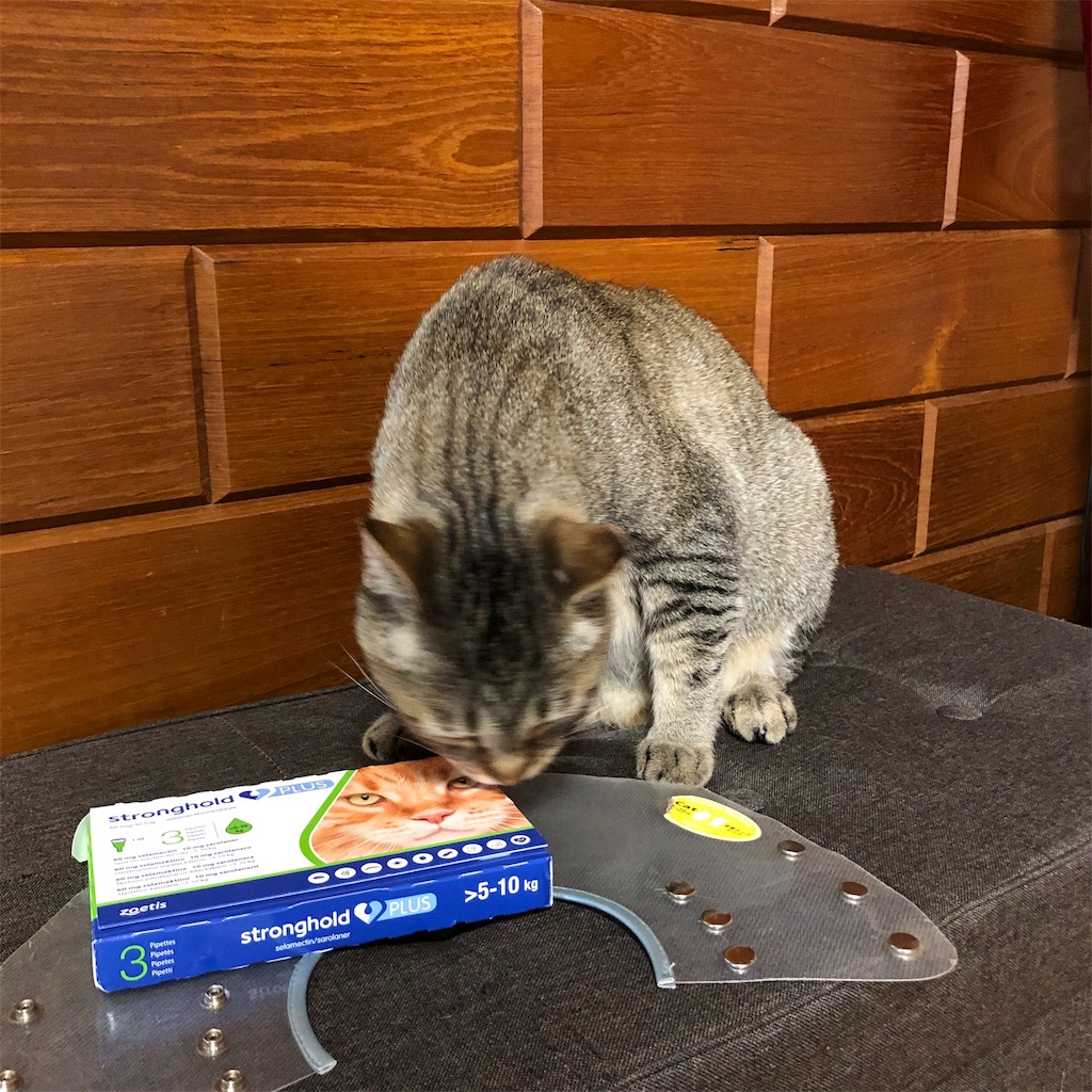 f:id:annesea:20190528190415j:image