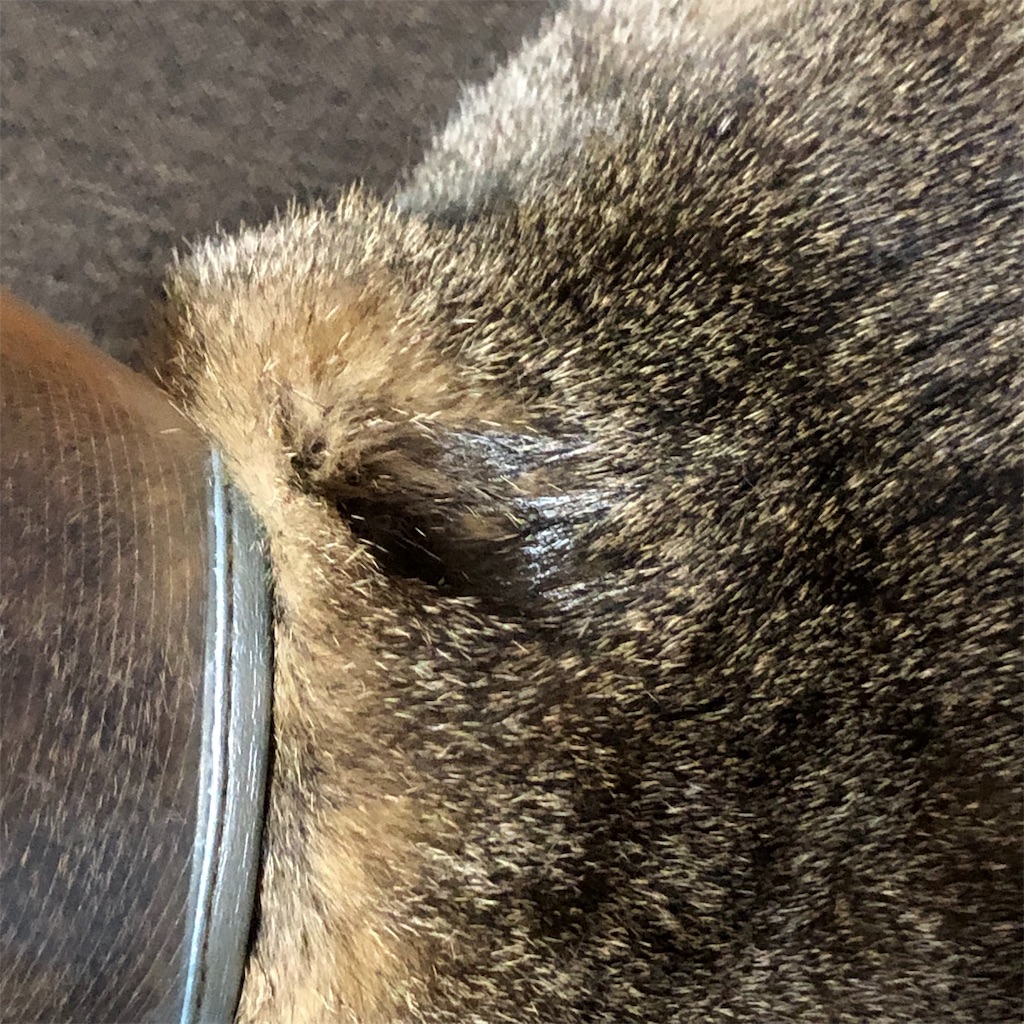 f:id:annesea:20190528190426j:image