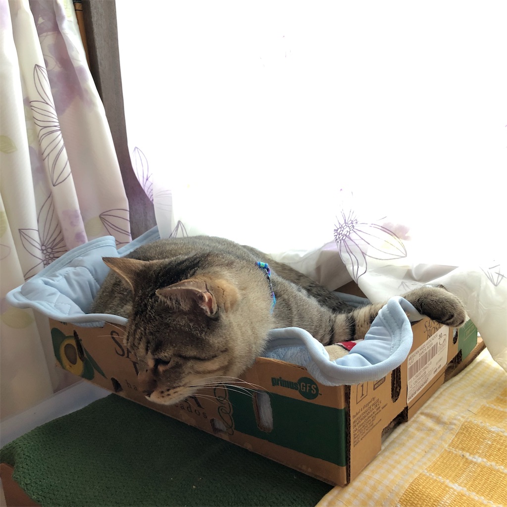 f:id:annesea:20190531131212j:image f:id:annesea:20190531131212j:image