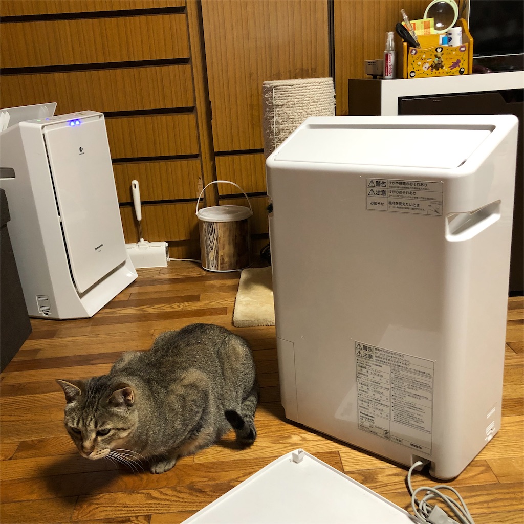 f:id:annesea:20190531220251j:image