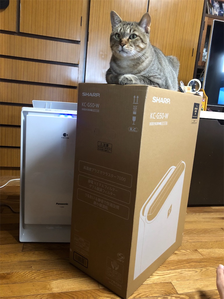 f:id:annesea:20190603112808j:image
