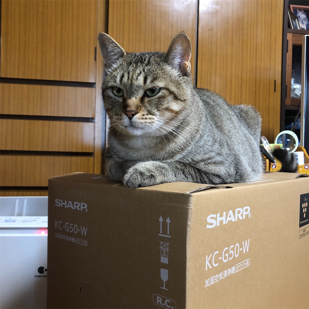 f:id:annesea:20190603112818j:image