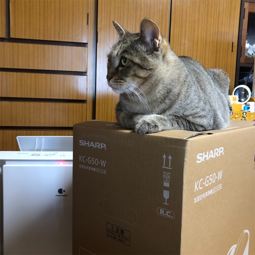 f:id:annesea:20190603112850j:image