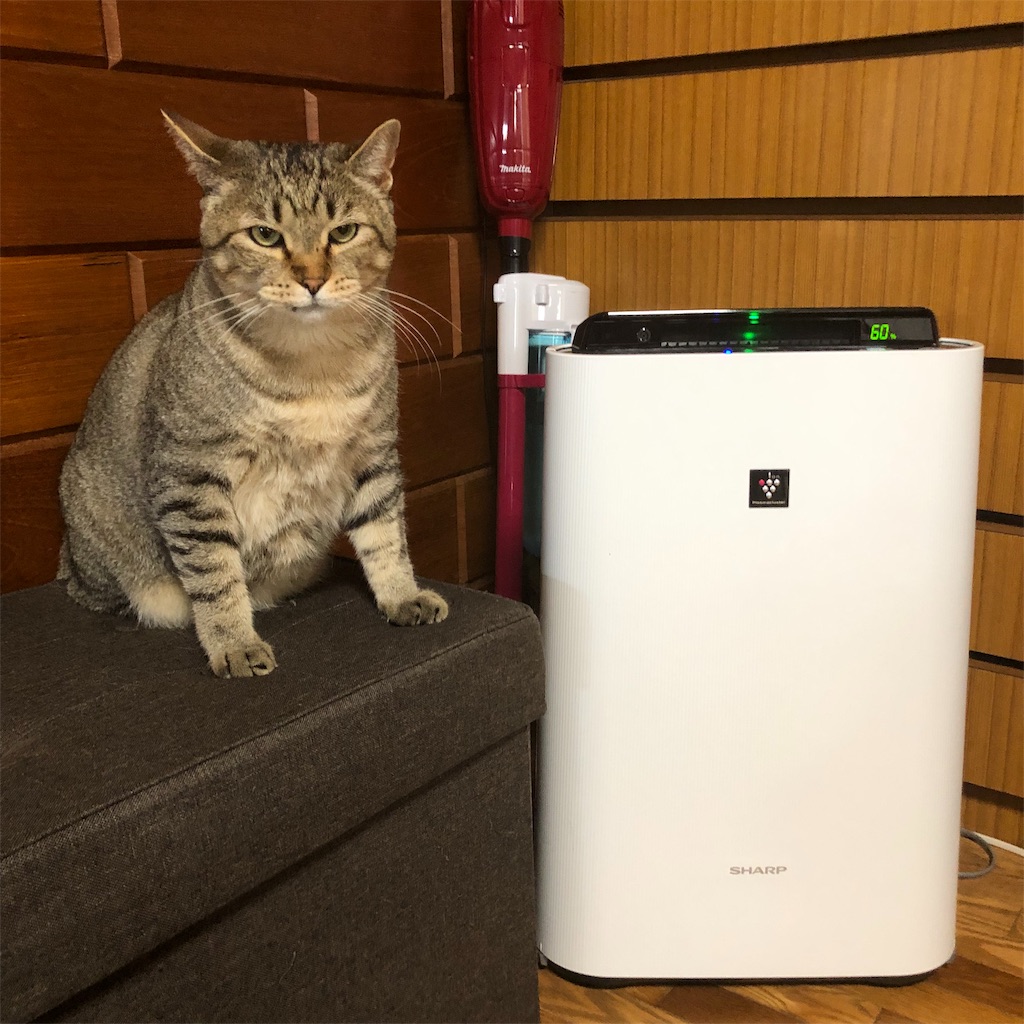 f:id:annesea:20190603112912j:image