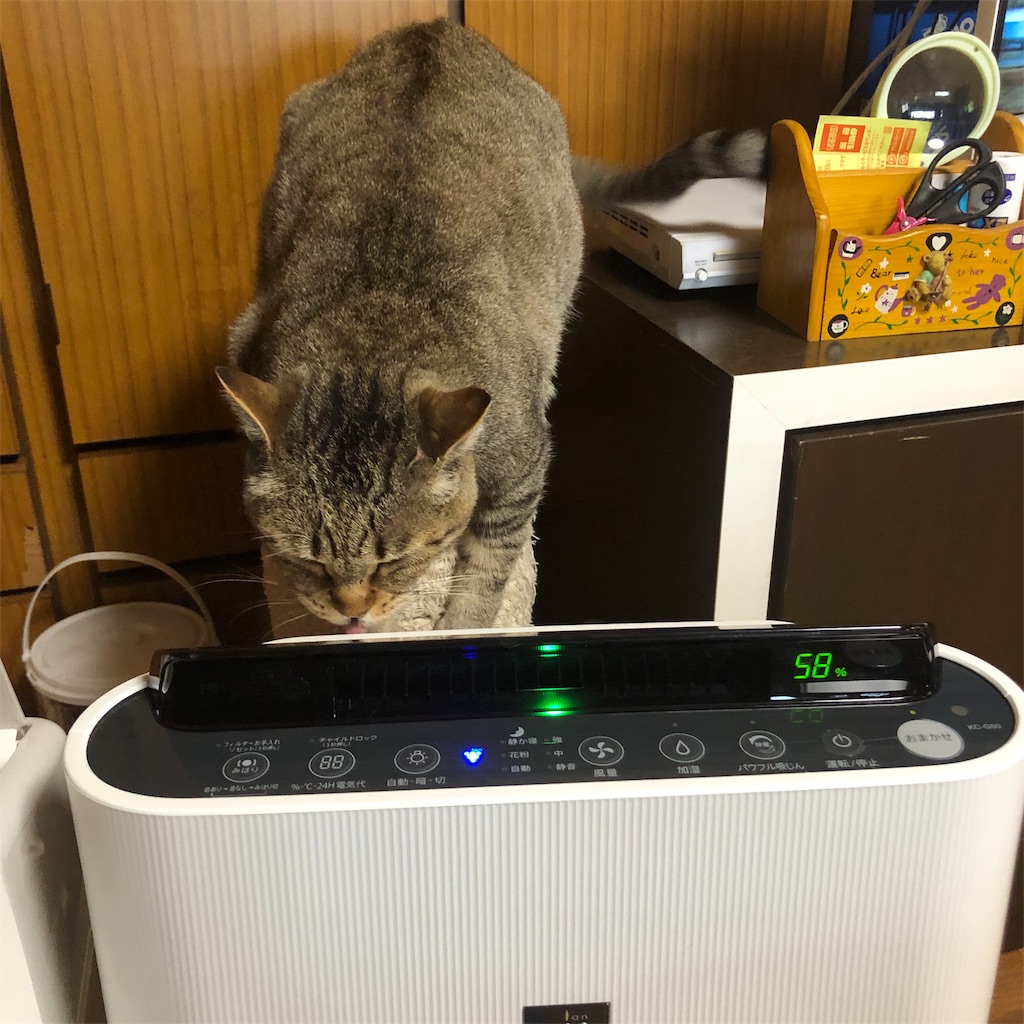 f:id:annesea:20190603112919j:image