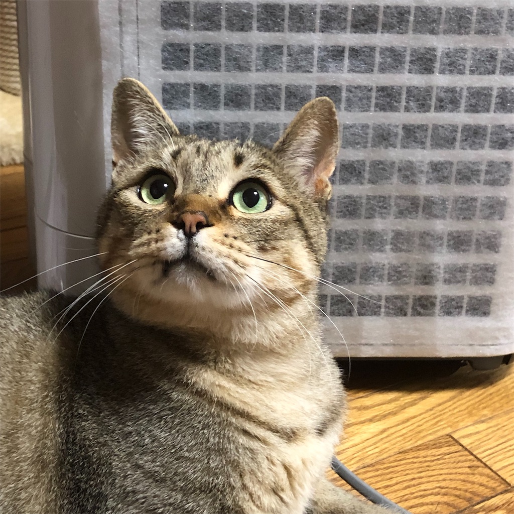 f:id:annesea:20190603112941j:image