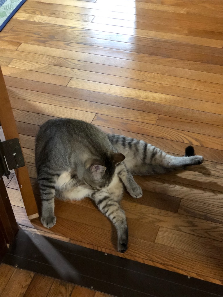 f:id:annesea:20190603163117j:image