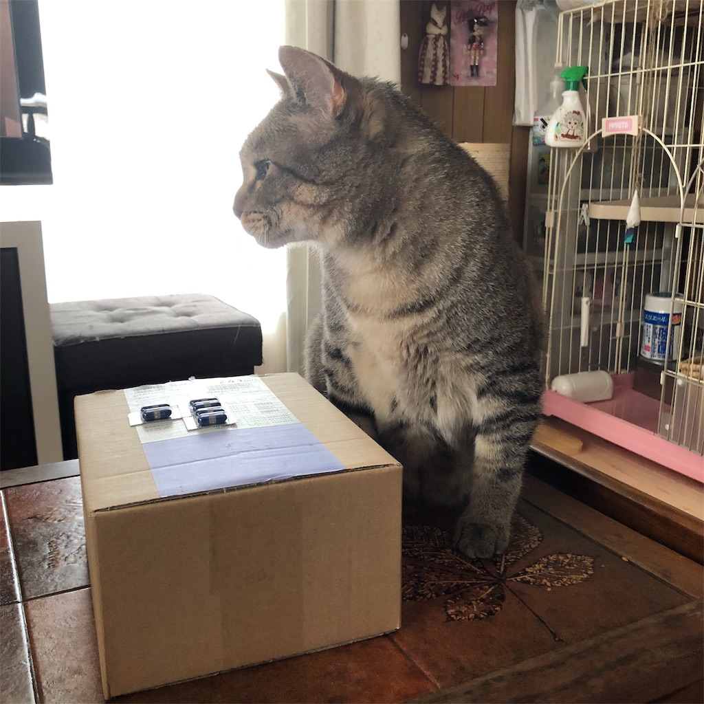f:id:annesea:20190608142309j:image