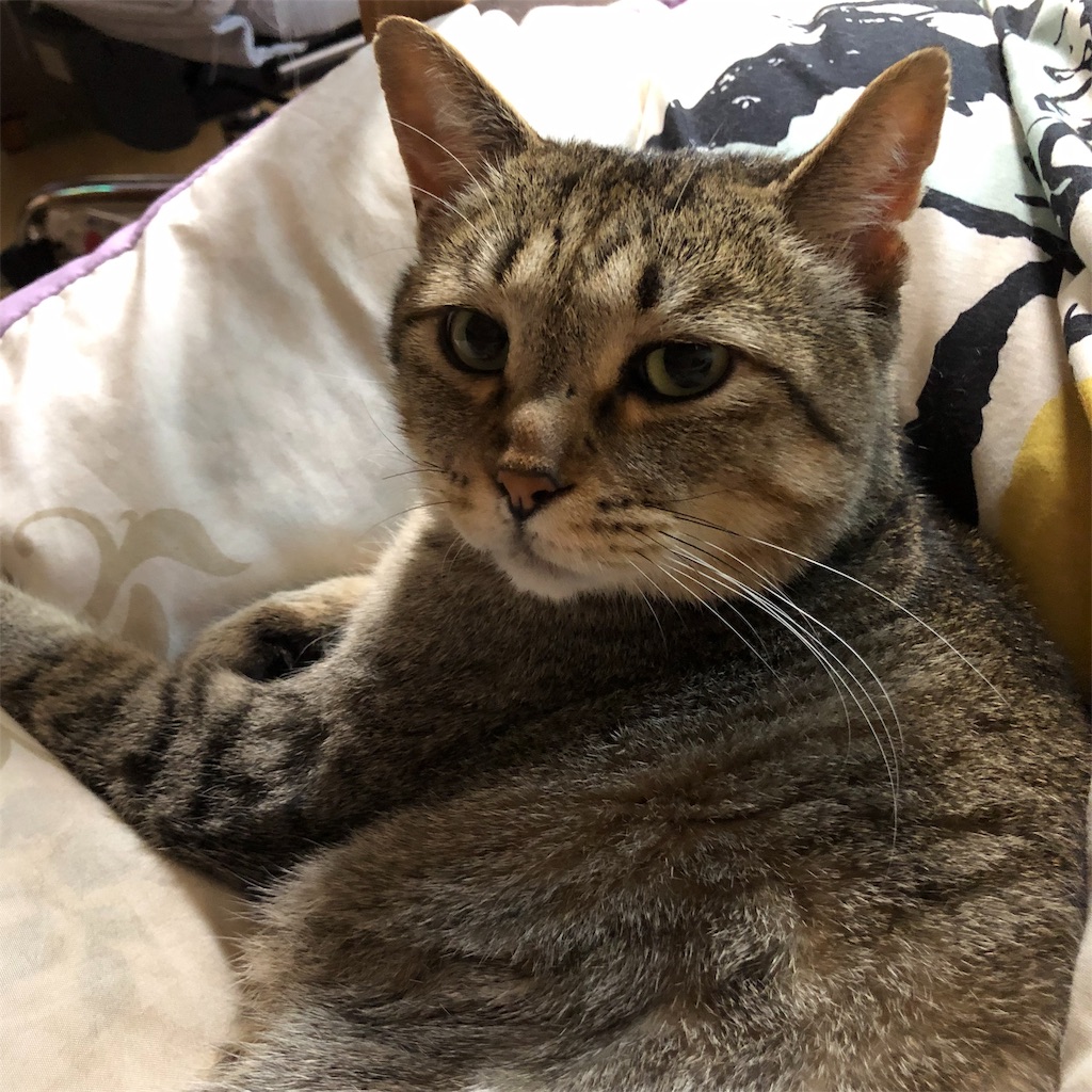 f:id:annesea:20190617215812j:image
