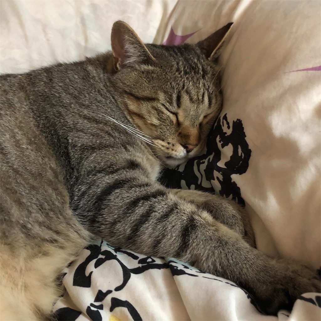f:id:annesea:20190617215819j:image
