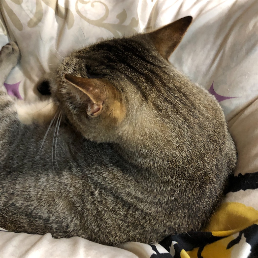 f:id:annesea:20190617215829j:image