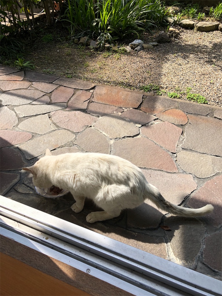 f:id:annesea:20190623123101j:image