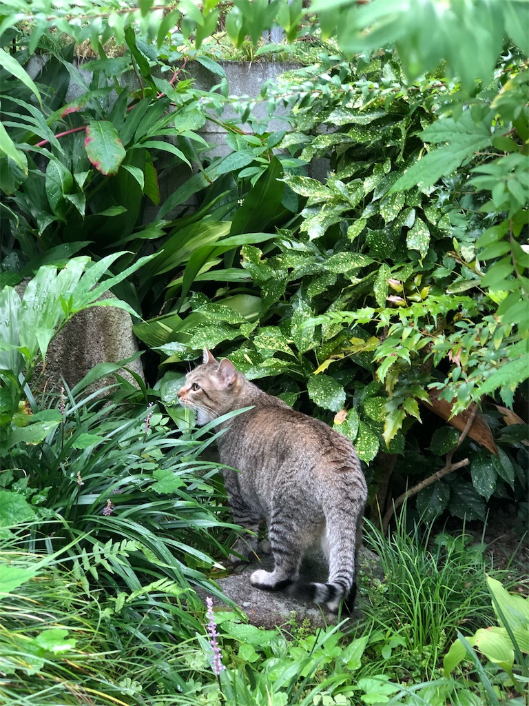 f:id:annesea:20190829112447j:image