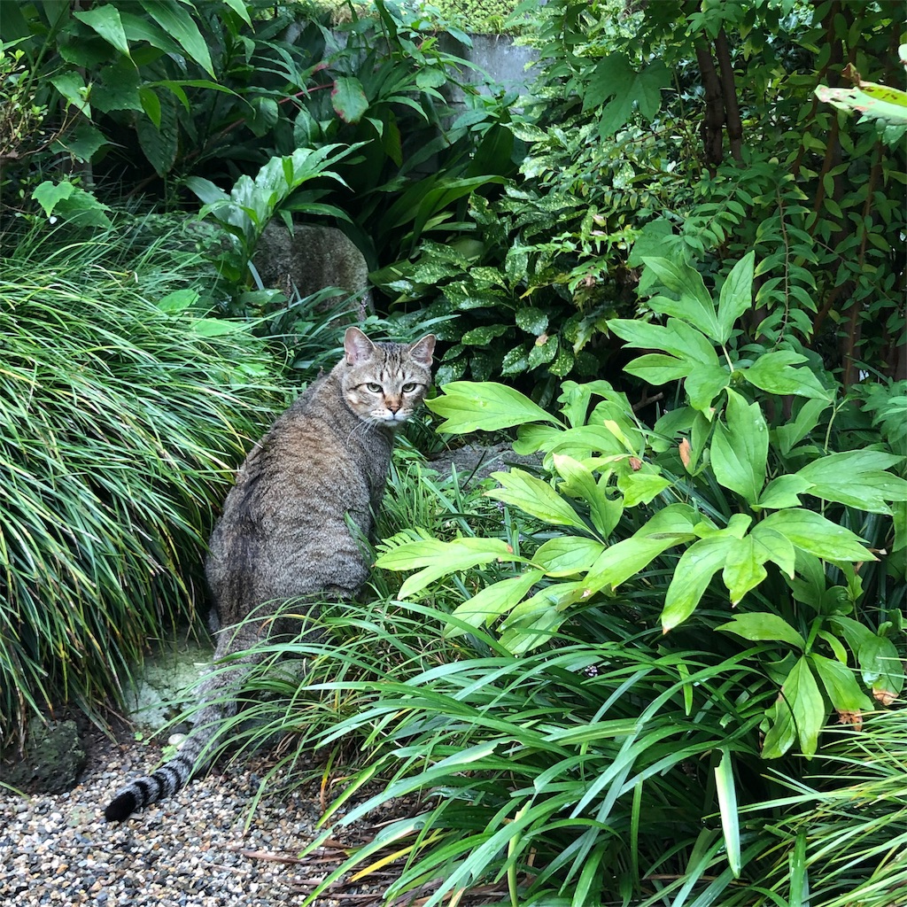 f:id:annesea:20190829112506j:image