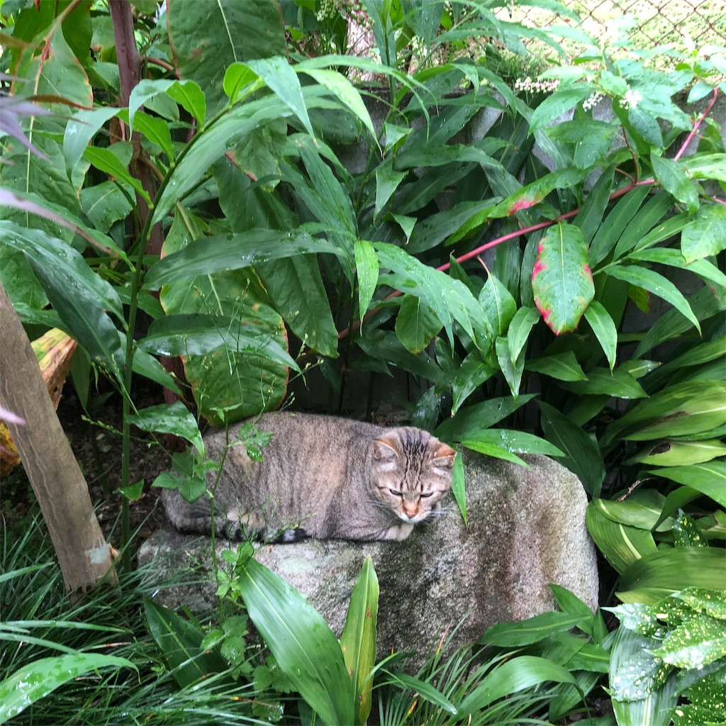 f:id:annesea:20190829112515j:image