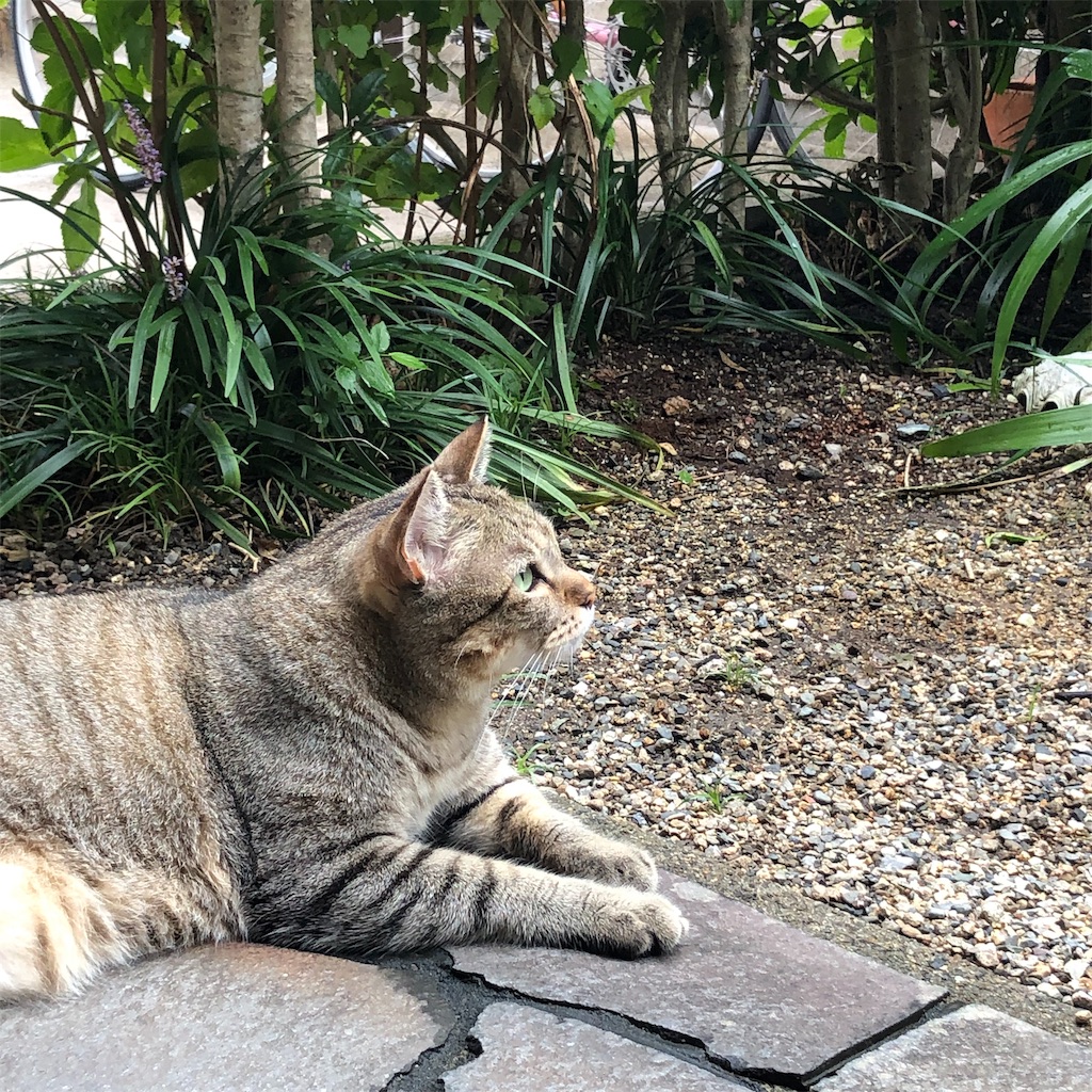 f:id:annesea:20190829112527j:image
