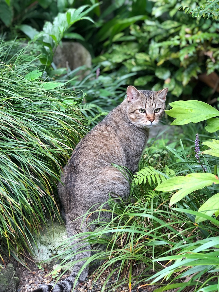 f:id:annesea:20190829112536j:image