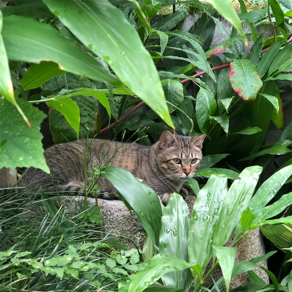 f:id:annesea:20190829112553j:image