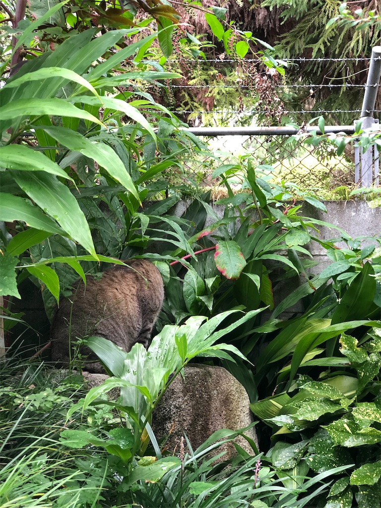 f:id:annesea:20190829112615j:image