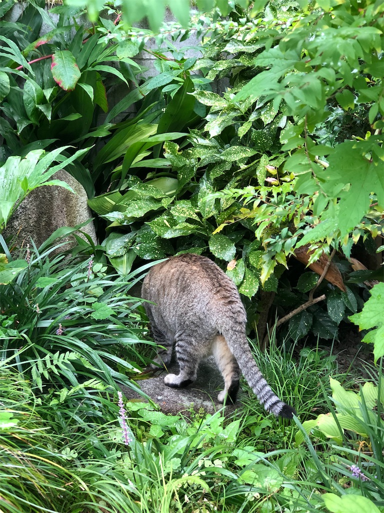 f:id:annesea:20190829112649j:image