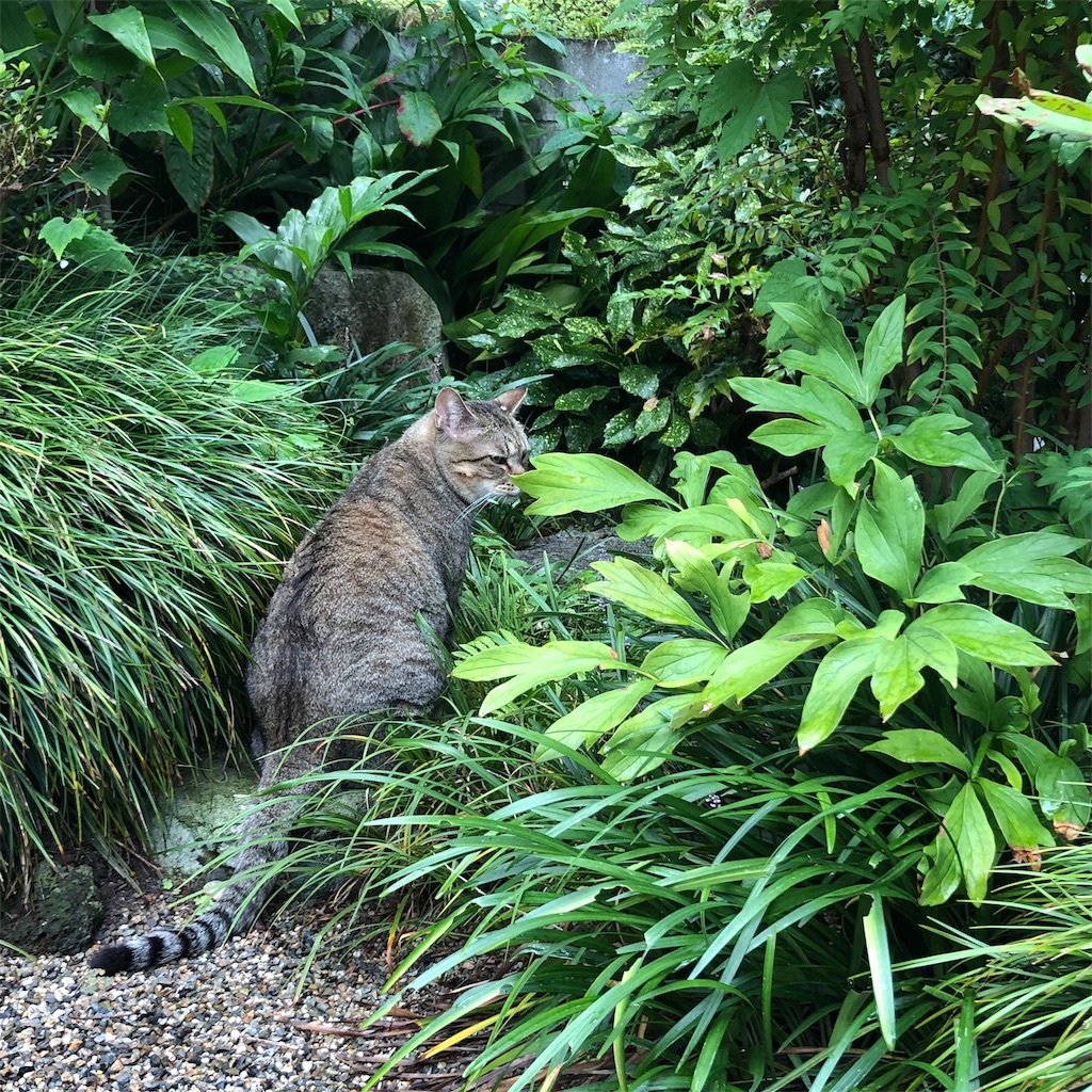 f:id:annesea:20190829112700j:image